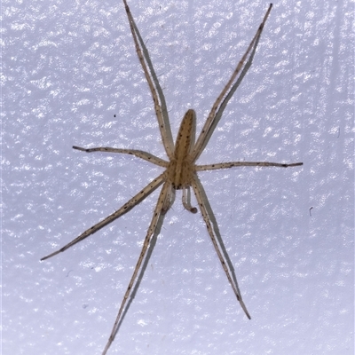 Thasyraea lepida (Prowling spider) at Penrose, NSW - 24 Nov 2024 by Aussiegall