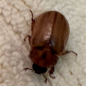 Cyclocephala signaticollis at Kangaroo Valley, NSW - suppressed