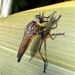 Zosteria rosevillensis (A robber fly) at Ainslie, ACT - 1 Dec 2024 by Pirom