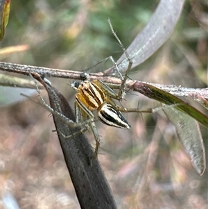 Oxyopes gracilipes at Ainslie, ACT - 1 Dec 2024