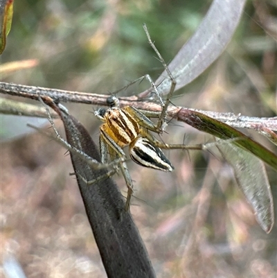 Oxyopes gracilipes (Graceful-legs Lynx Spider) at Ainslie, ACT - 1 Dec 2024 by Pirom