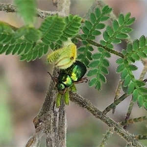 Eumolpinae (subfamily) at Monga, NSW - 28 Nov 2024 10:02 AM