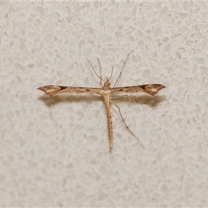 Sinpunctiptilia emissalis (Speedwell Pterror) at Penrose, NSW by Aussiegall