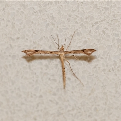 Sinpunctiptilia emissalis (Speedwell Pterror) at Penrose, NSW - 26 Nov 2024 by Aussiegall