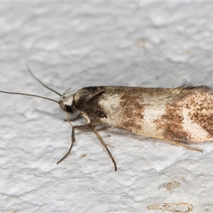 Isomoralla gephyrota (A Concealer moth) at Melba, ACT by kasiaaus