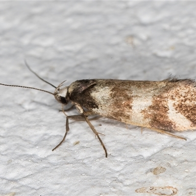 Isomoralla gephyrota (A Concealer moth) at Melba, ACT - 26 Nov 2024 by kasiaaus