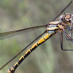 Orthetrum caledonicum at Bungendore, NSW - 1 Dec 2024 by clarehoneydove