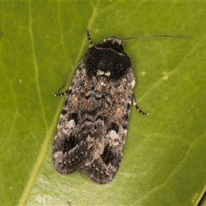 Thoracolopha verecunda at Melba, ACT - 26 Nov 2024 11:33 PM