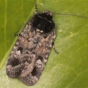 Thoracolopha verecunda at Melba, ACT - 26 Nov 2024 11:33 PM