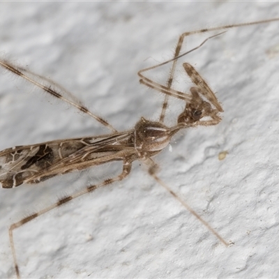 Stenolemus sp. (genus) (Thread-legged assassin bug) at Melba, ACT - 26 Nov 2024 by kasiaaus