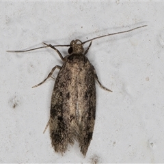 Anaptilora (genus) (A Concealer moth (Autostichinae)) at Melba, ACT - 26 Nov 2024 by kasiaaus