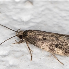 Anaptilora (genus) at Melba, ACT - 26 Nov 2024