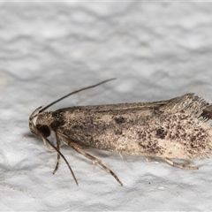 Anaptilora (genus) at Melba, ACT - 26 Nov 2024 11:41 PM