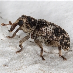 Achopera maculata (Weevil) at Melba, ACT - 26 Nov 2024 by kasiaaus