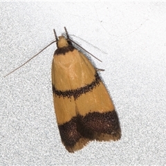 Heteroteucha translatella (Wingia Group) at Melba, ACT - 26 Nov 2024 by kasiaaus