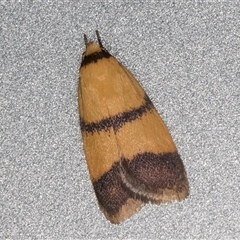 Heteroteucha translatella at Melba, ACT - 26 Nov 2024 11:49 PM