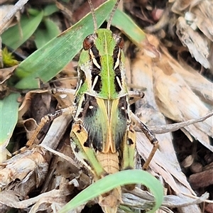 Oedaleus australis at Bungendore, NSW - 1 Dec 2024