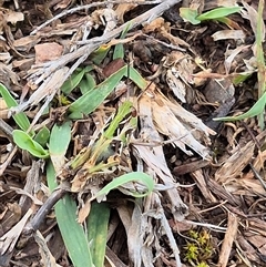 Oedaleus australis at Bungendore, NSW - 1 Dec 2024