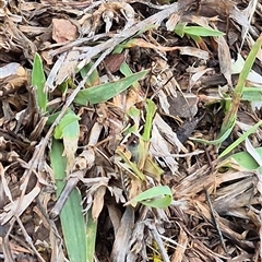 Oedaleus australis at Bungendore, NSW - 1 Dec 2024