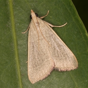 Ocrasa albidalis (A Pyralid moth) at Melba, ACT by kasiaaus