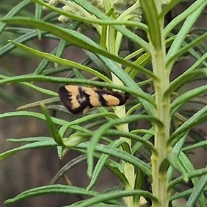 Olbonoma triptycha at Bungendore, NSW - suppressed