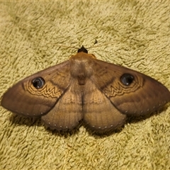 Dasypodia selenophora (Southern old lady moth) at Captains Flat, NSW - 2 Dec 2024 by Csteele4