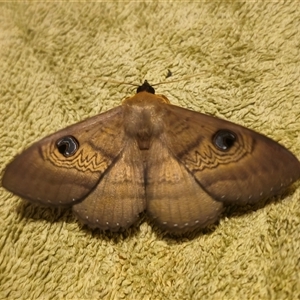 Dasypodia selenophora at Captains Flat, NSW - suppressed