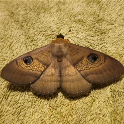 Dasypodia selenophora (Southern old lady moth) at Captains Flat, NSW - 1 Dec 2024 by Csteele4