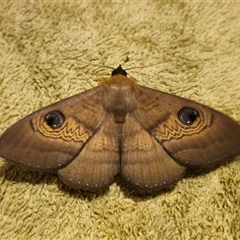 Dasypodia selenophora at Captains Flat, NSW - suppressed