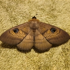 Dasypodia selenophora at Captains Flat, NSW - suppressed