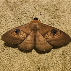 Dasypodia selenophora at Captains Flat, NSW - suppressed