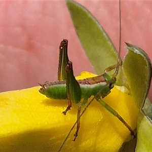 Tettigoniidae (family) (Unidentified katydid) at Bungendore, NSW by clarehoneydove