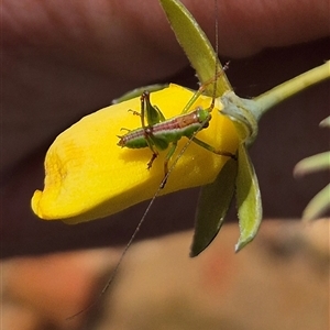 Tettigoniidae (family) at Bungendore, NSW - suppressed