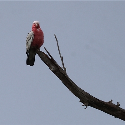 Eolophus roseicapilla (Galah) at Wodonga, VIC - 1 Dec 2024 by KylieWaldon