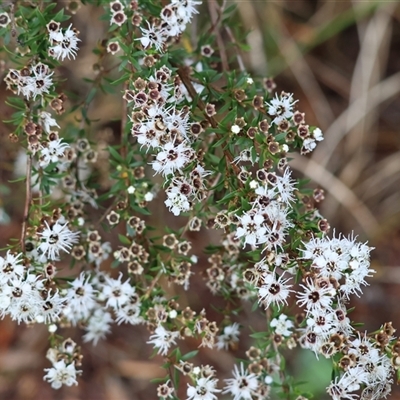 Kunzea ericoides at Wodonga, VIC - 30 Nov 2024 by KylieWaldon