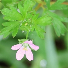 Geranium sp. at Wodonga, VIC - 1 Dec 2024 by KylieWaldon