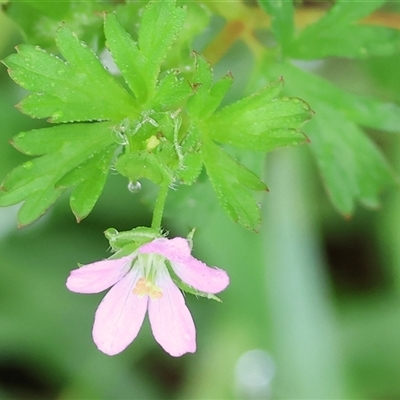 Geranium sp. at Wodonga, VIC - 1 Dec 2024 by KylieWaldon