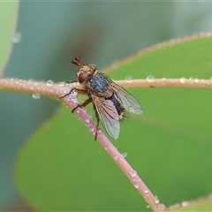 Unidentified Bristle Fly (Tachinidae) at Wodonga, VIC - 30 Nov 2024 by KylieWaldon