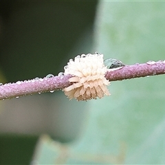 Paropsis atomaria (Eucalyptus leaf beetle) at Wodonga, VIC - 30 Nov 2024 by KylieWaldon