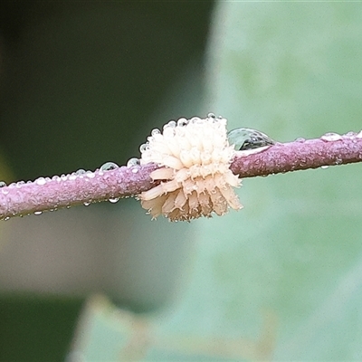Paropsis atomaria (Eucalyptus leaf beetle) at Wodonga, VIC - 1 Dec 2024 by KylieWaldon