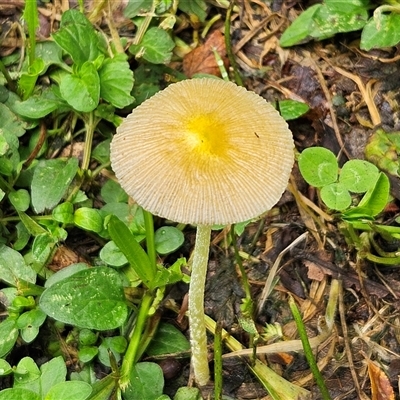 Bolbitius titubans (Yellow Fieldcap Mushroom) at Braidwood, NSW - 1 Dec 2024 by MatthewFrawley