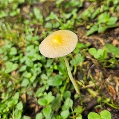 Bolbitius titubans at Braidwood, NSW - 1 Dec 2024