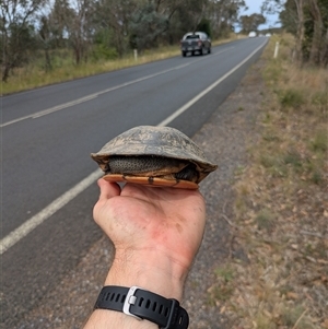 Chelodina longicollis at Bywong, NSW - 1 Dec 2024 04:11 PM