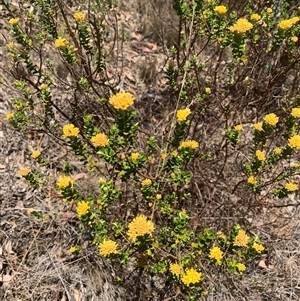 Ozothamnus obcordatus (Grey Everlasting) at Corrowong, NSW by BlackFlat