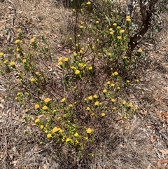 Ozothamnus obcordatus at Corrowong, NSW - 28 Nov 2024