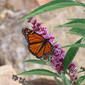 Danaus plexippus at Theodore, ACT - 28 Nov 2024