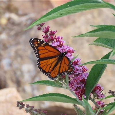 Danaus plexippus (Monarch) at Theodore, ACT - 28 Nov 2024 by owenh