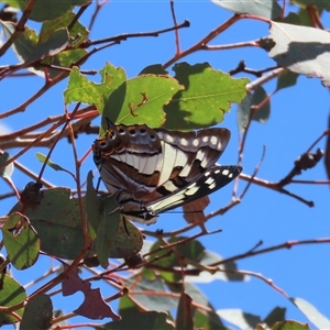 Charaxes sempronius at Theodore, ACT - 19 Nov 2024