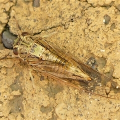 Yoyetta celis (Silver Princess Cicada) at Braemar, NSW - 28 Nov 2024 by Curiosity