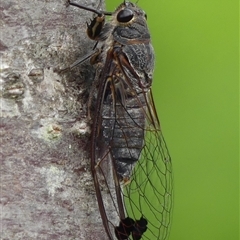 Galanga labeculata (Double-spotted cicada) at Braemar, NSW - 30 Nov 2024 by Curiosity